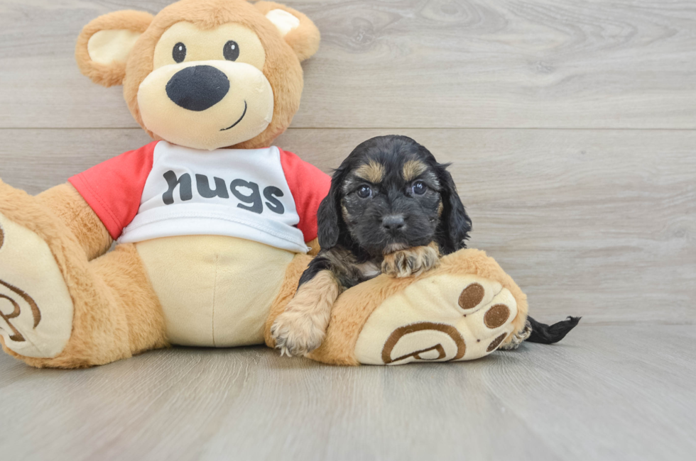 7 week old Cavapoo Puppy For Sale - Lone Star Pups