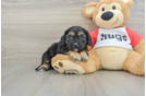 Best Cavapoo Baby