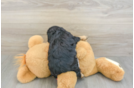 Cavapoo Puppy for Adoption