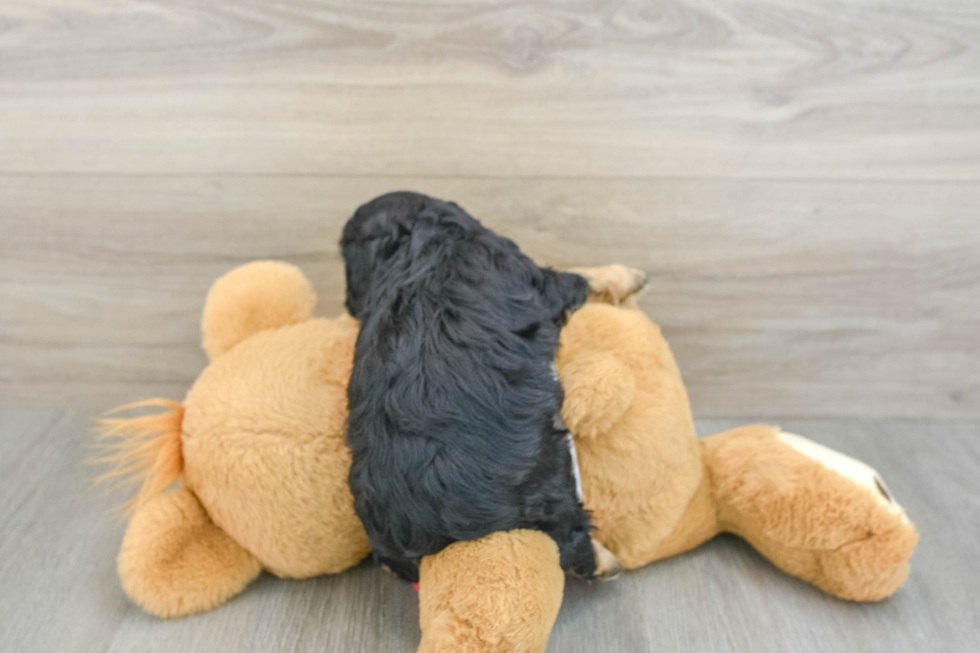 Cavapoo Puppy for Adoption