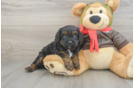 Playful Cavapoodle Poodle Mix Puppy