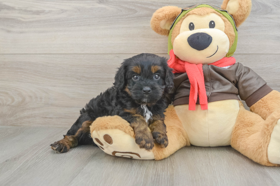 Playful Cavapoodle Poodle Mix Puppy