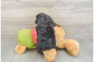 Cavapoo Puppy for Adoption