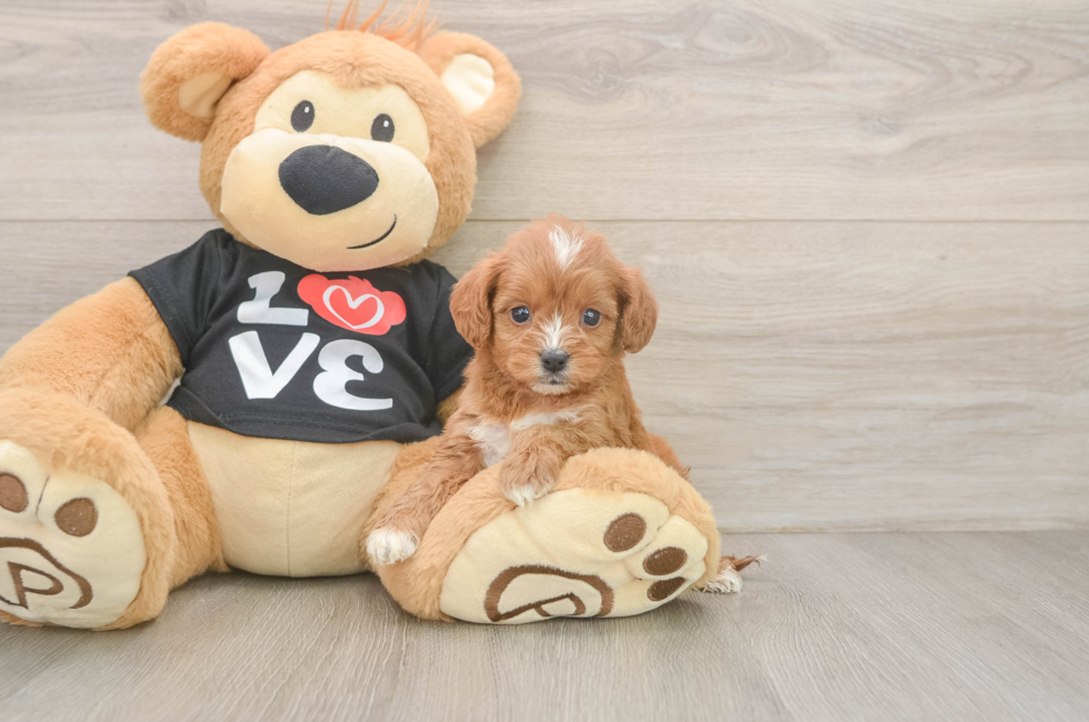5 week old Cavapoo Puppy For Sale - Lone Star Pups