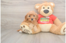 Petite Cavapoo Poodle Mix Pup