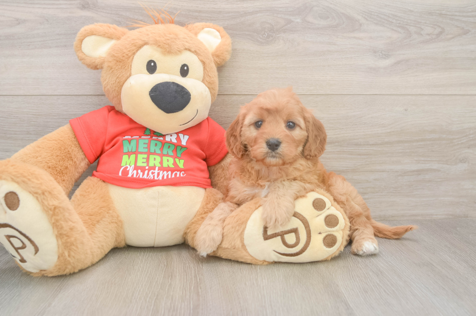 5 week old Cavapoo Puppy For Sale - Lone Star Pups