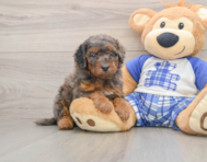 8 week old Cavapoo Puppy For Sale - Lone Star Pups