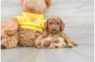 Petite Cavapoo Poodle Mix Pup
