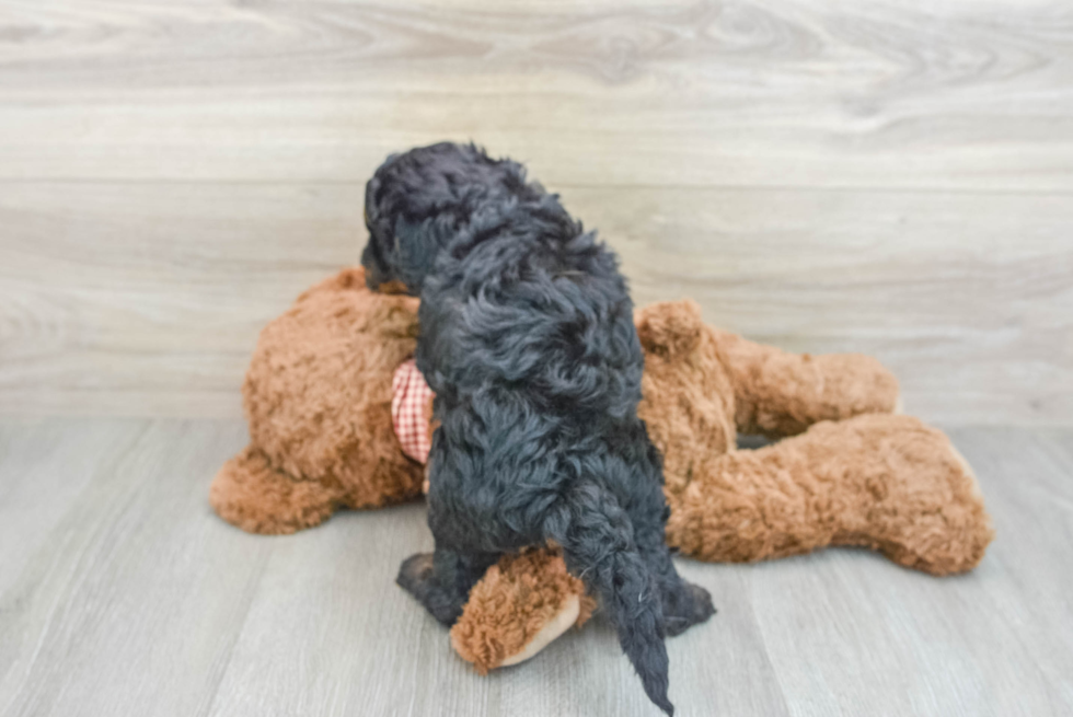 Hypoallergenic Cavadoodle Poodle Mix Puppy