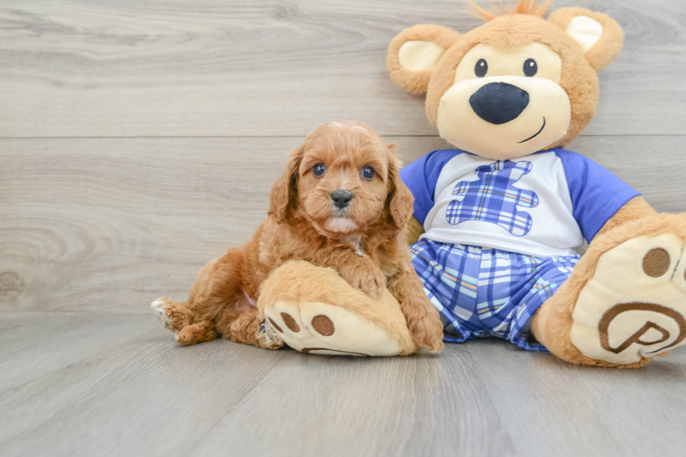 Cavapoo Pup Being Cute