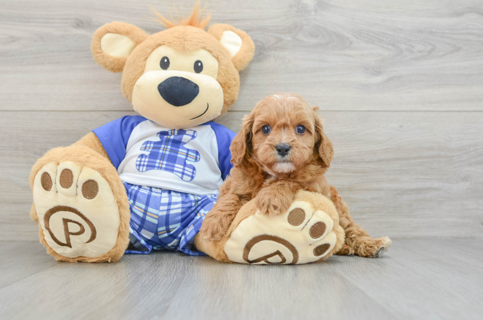 6 week old Cavapoo Puppy For Sale - Lone Star Pups