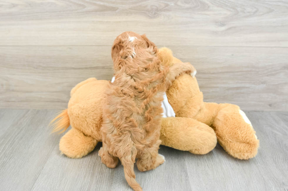 Fluffy Cavapoo Poodle Mix Pup