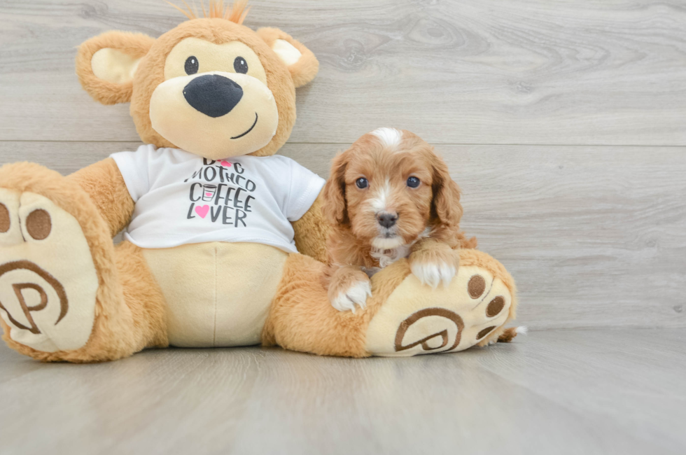 5 week old Cavapoo Puppy For Sale - Lone Star Pups