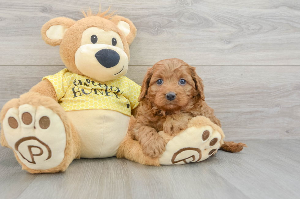 5 week old Cavapoo Puppy For Sale - Lone Star Pups