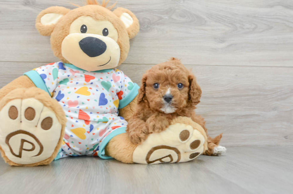 6 week old Cavapoo Puppy For Sale - Lone Star Pups