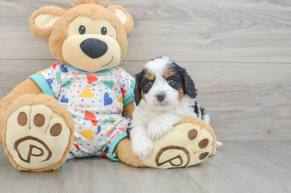 5 week old Cavapoo Puppy For Sale - Lone Star Pups