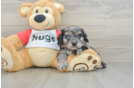 Cavapoo Pup Being Cute