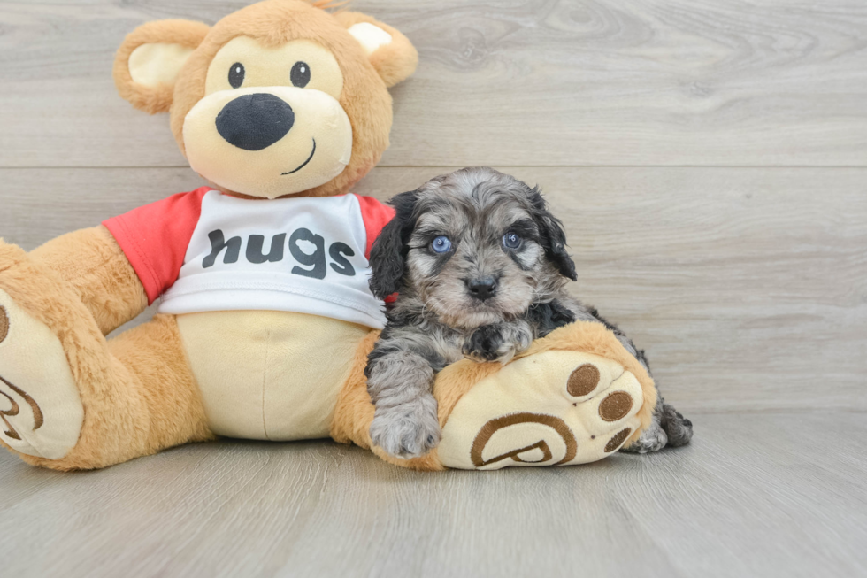 Cavapoo Pup Being Cute