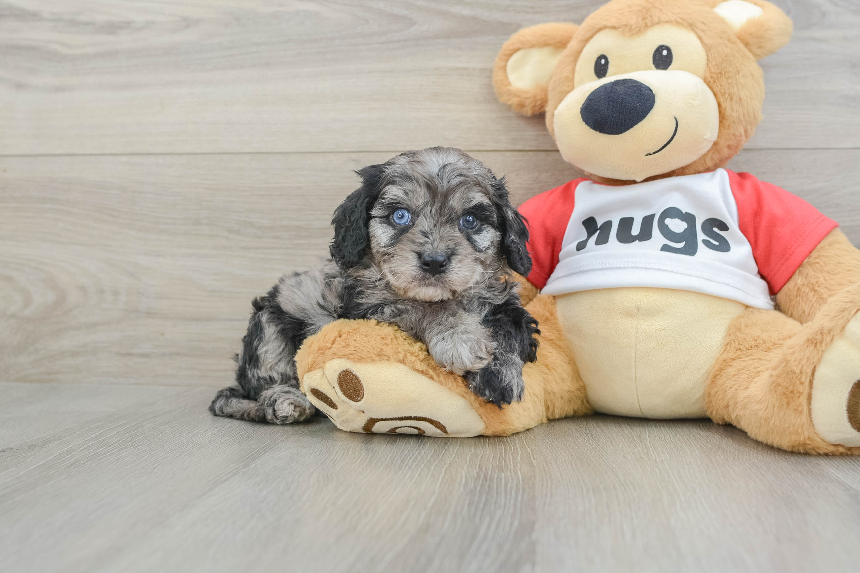 Fluffy Cavapoo Poodle Mix Pup