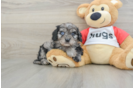 Fluffy Cavapoo Poodle Mix Pup