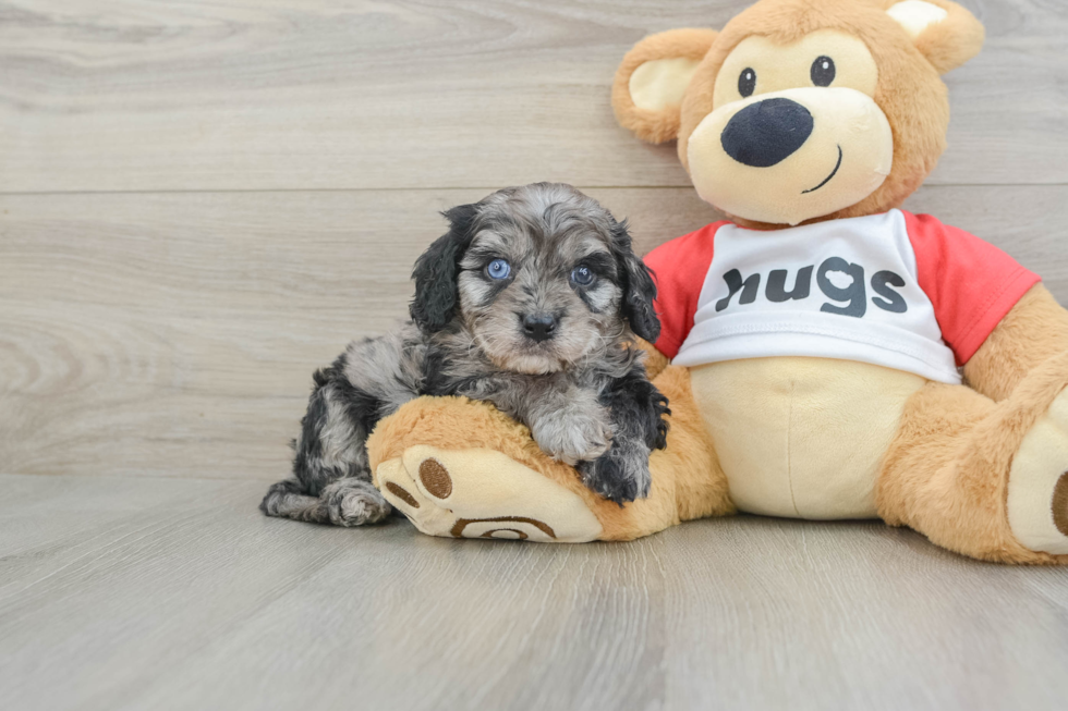 Fluffy Cavapoo Poodle Mix Pup