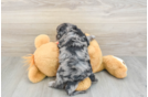 Playful Cavapoodle Poodle Mix Puppy