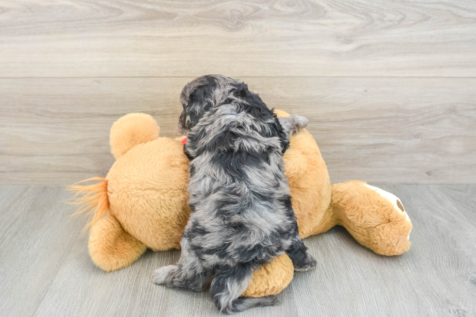 Playful Cavapoodle Poodle Mix Puppy
