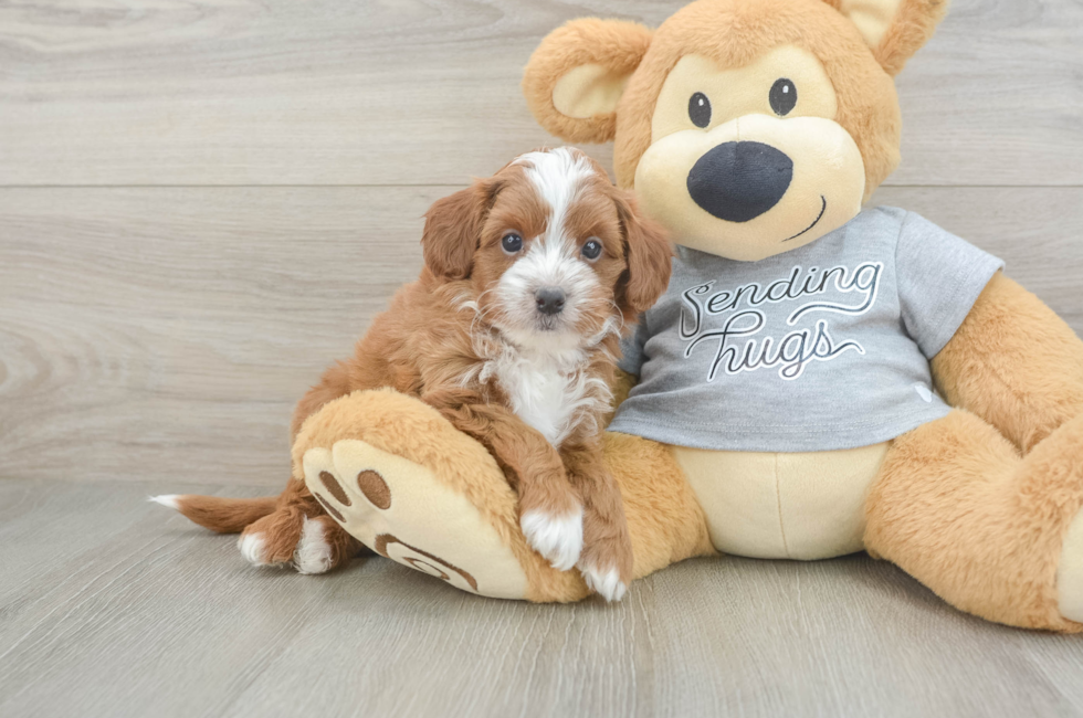 6 week old Cavapoo Puppy For Sale - Lone Star Pups