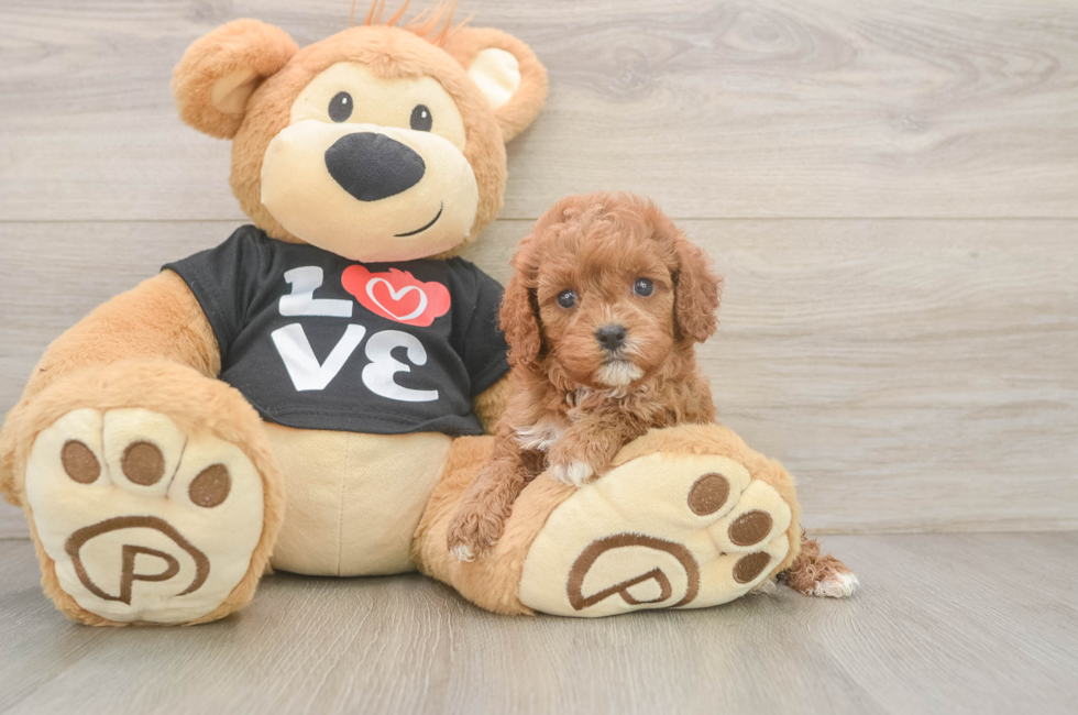 5 week old Cavapoo Puppy For Sale - Lone Star Pups