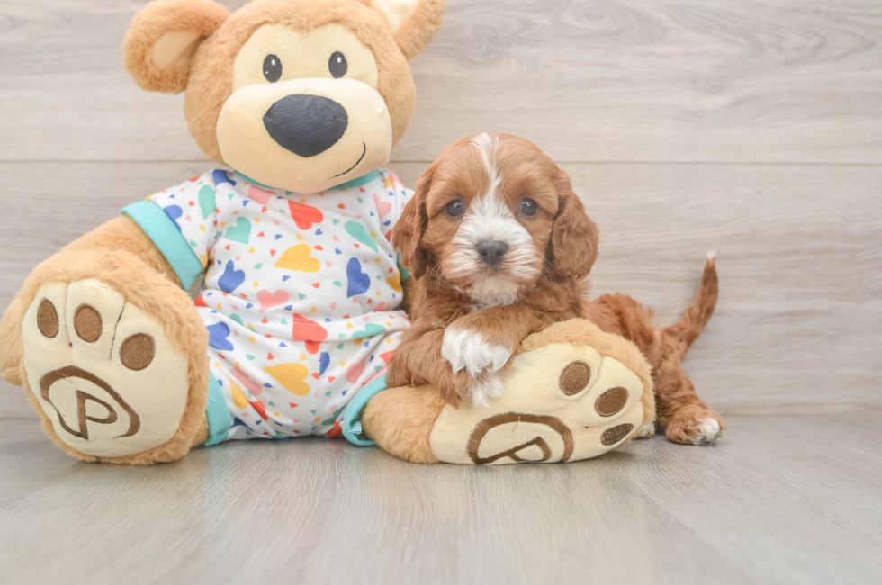 6 week old Cavapoo Puppy For Sale - Lone Star Pups