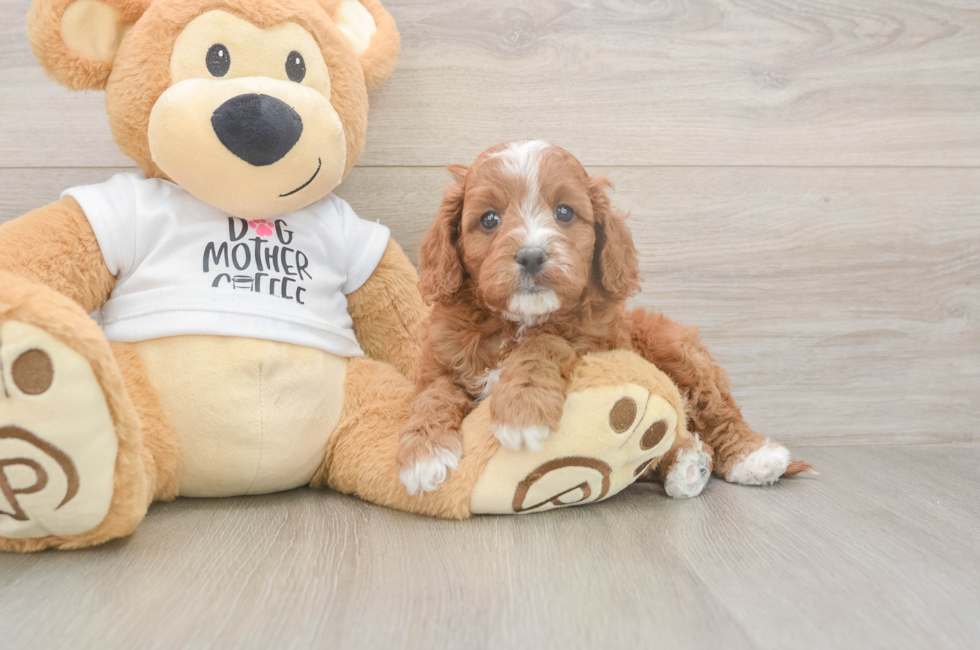 5 week old Cavapoo Puppy For Sale - Lone Star Pups