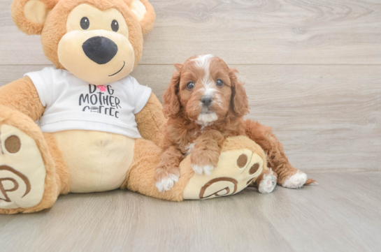 5 week old Cavapoo Puppy For Sale - Lone Star Pups Best Cavapoo Baby