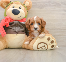 6 week old Cavapoo Puppy For Sale - Lone Star Pups