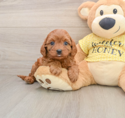 9 week old Cavapoo Puppy For Sale - Lone Star Pups