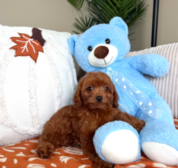 10 week old Cavapoo Puppy For Sale - Lone Star Pups