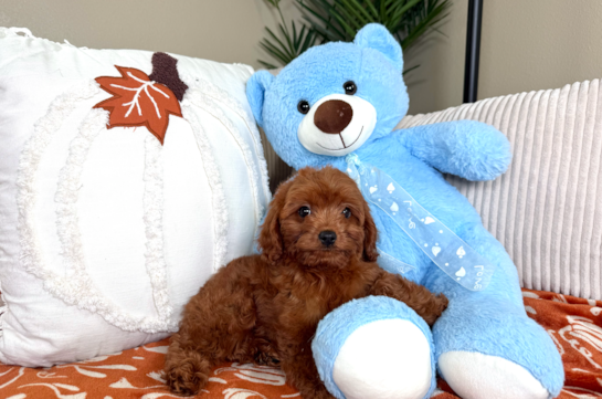 Cute Cavapoo Poodle Mix Pup
