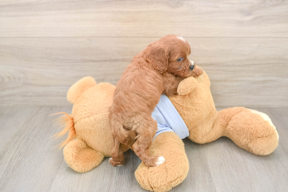 Energetic Cavoodle Poodle Mix Puppy