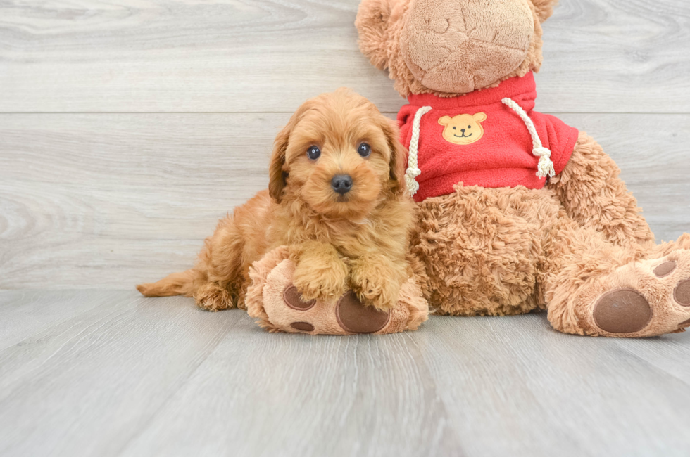10 week old Cavapoo Puppy For Sale - Lone Star Pups