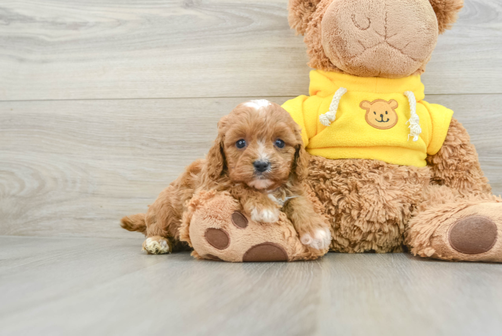 Cavapoo Pup Being Cute