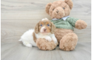 Cavapoo Pup Being Cute