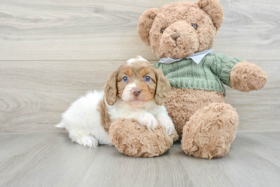 Cavapoo Pup Being Cute