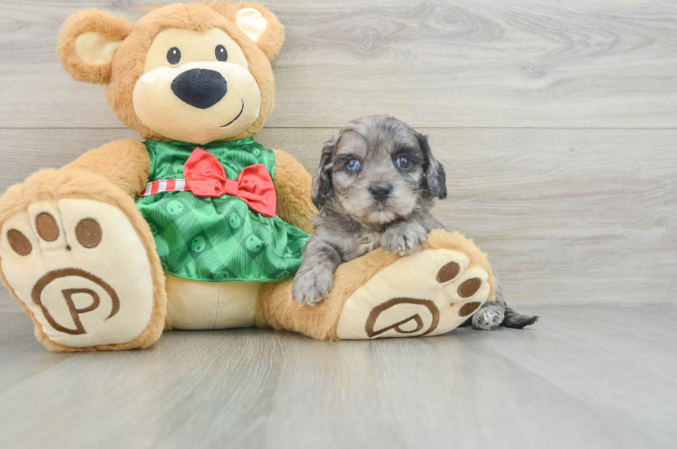 6 week old Cavapoo Puppy For Sale - Lone Star Pups