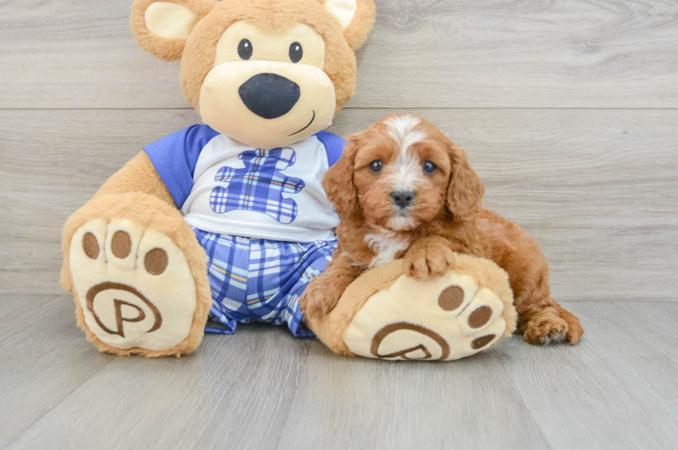 6 week old Cavapoo Puppy For Sale - Lone Star Pups