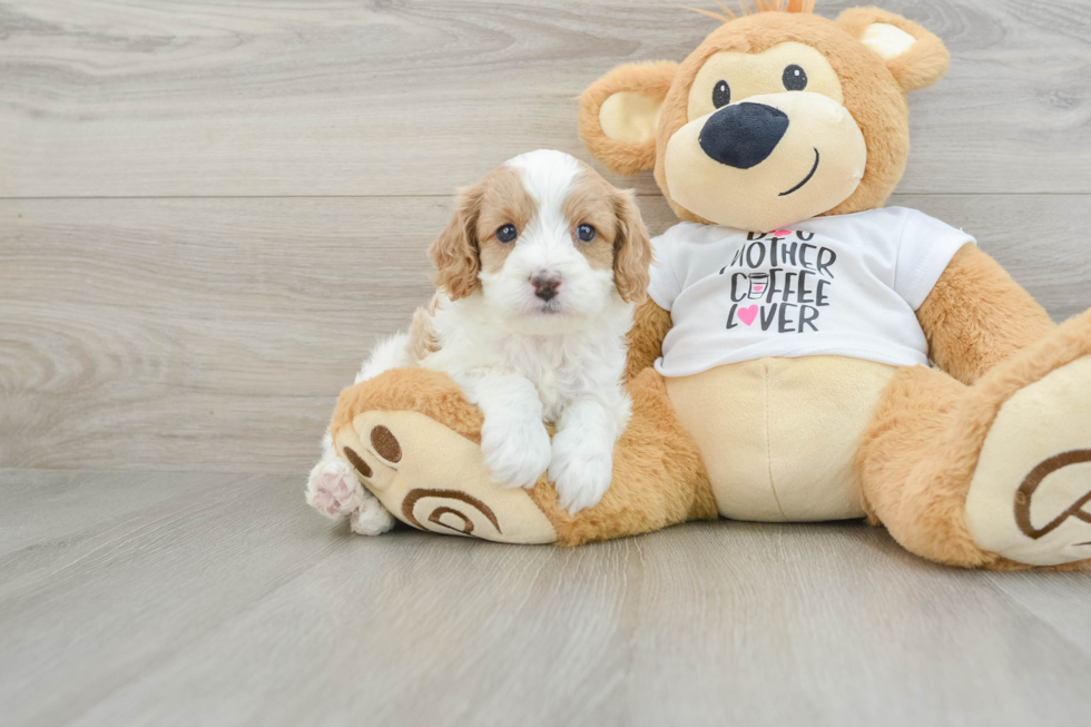 Adorable Cavalier King Charles Spaniel and Poodle Mix Poodle Mix Puppy