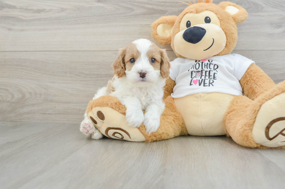 5 week old Cavapoo Puppy For Sale - Lone Star Pups