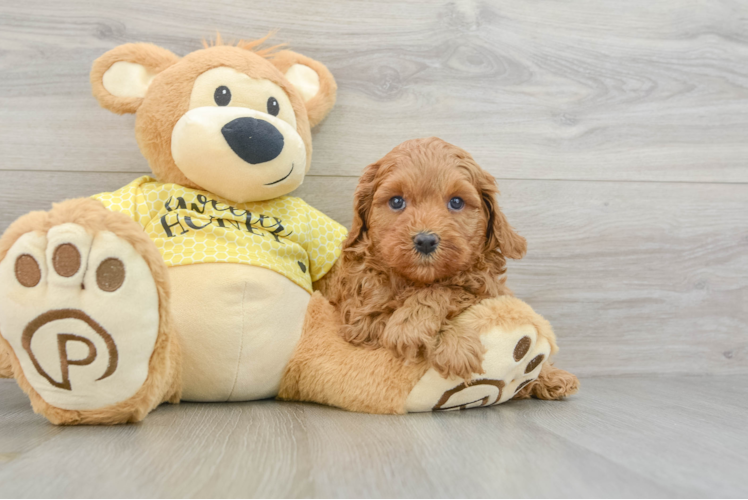 Cute Cavapoo Baby