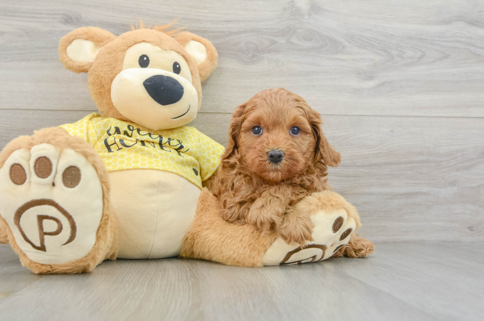 5 week old Cavapoo Puppy For Sale - Lone Star Pups