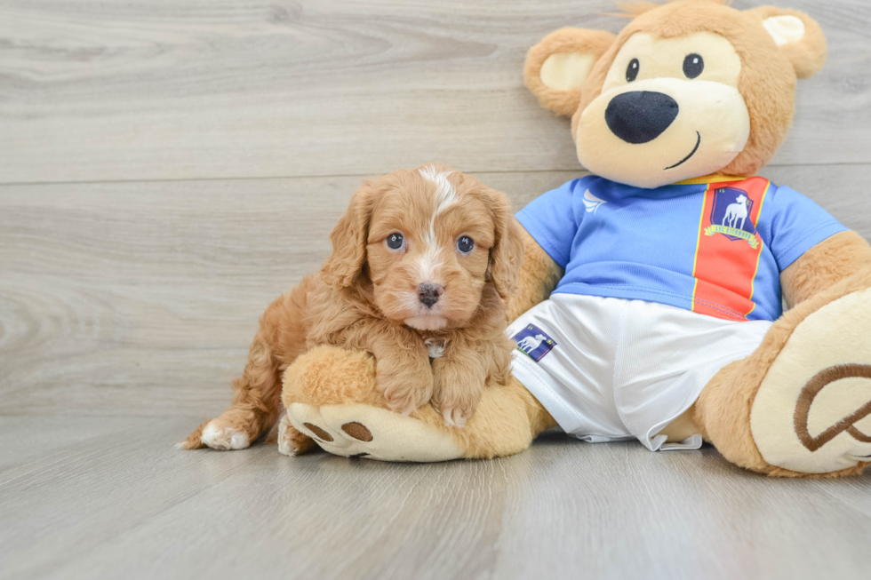 Cavapoo Pup Being Cute