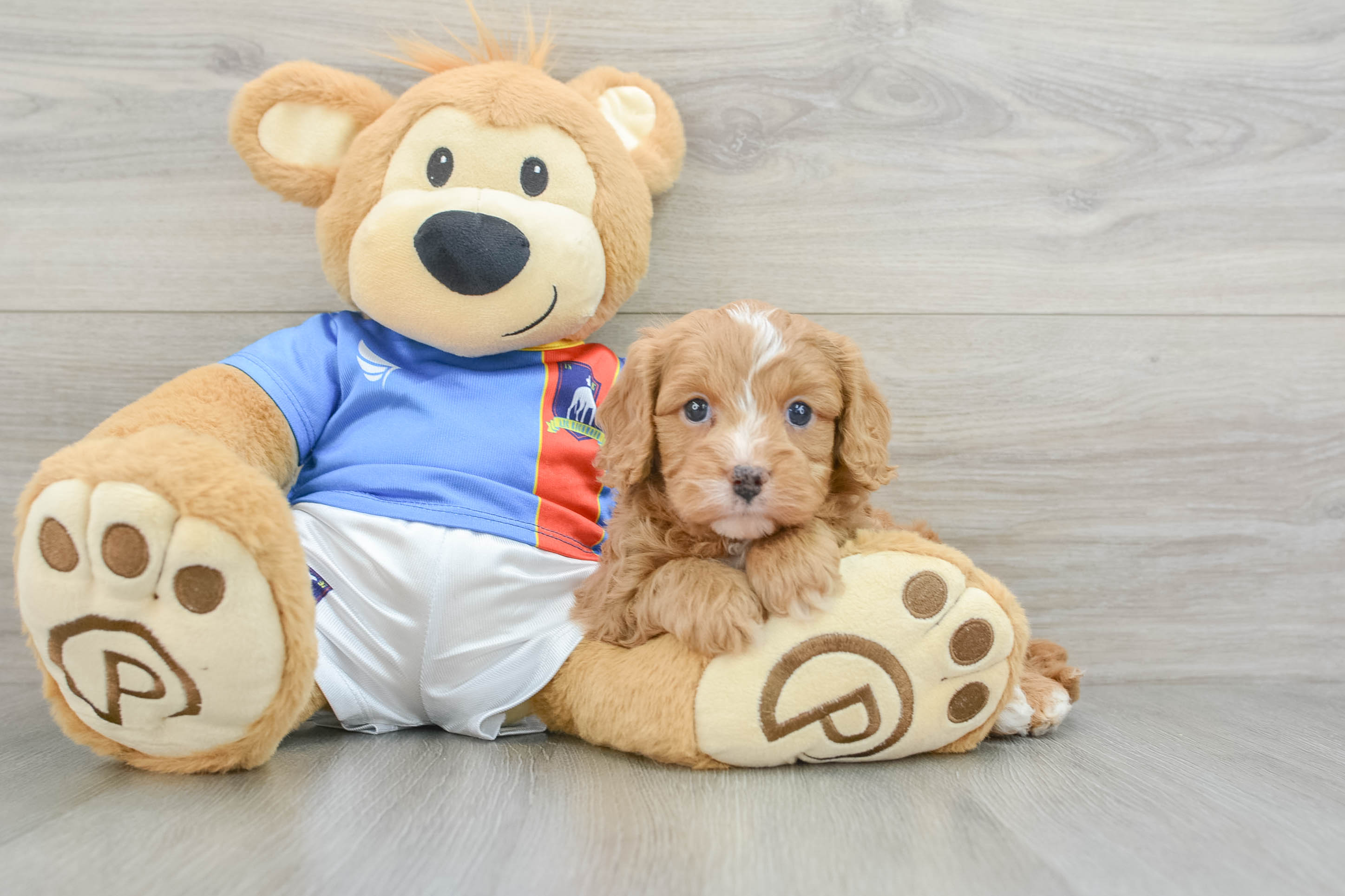 Cavapoo Puppy for Adoption