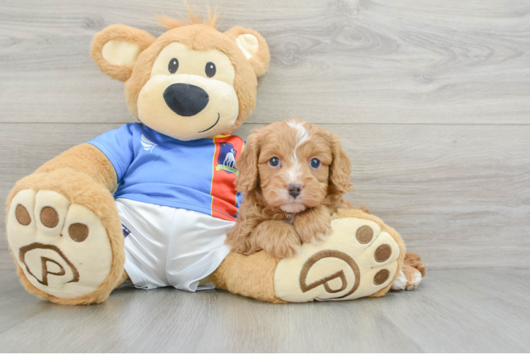 Cavapoo Puppy for Adoption